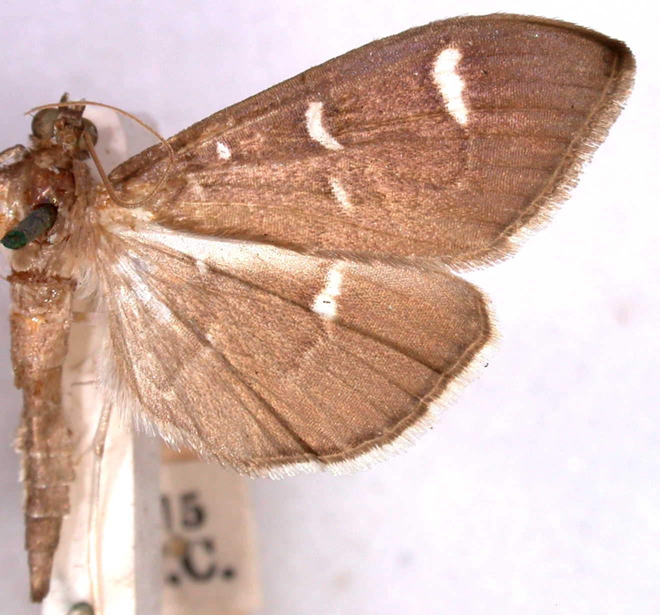 Coptobasis adductalis 1859
